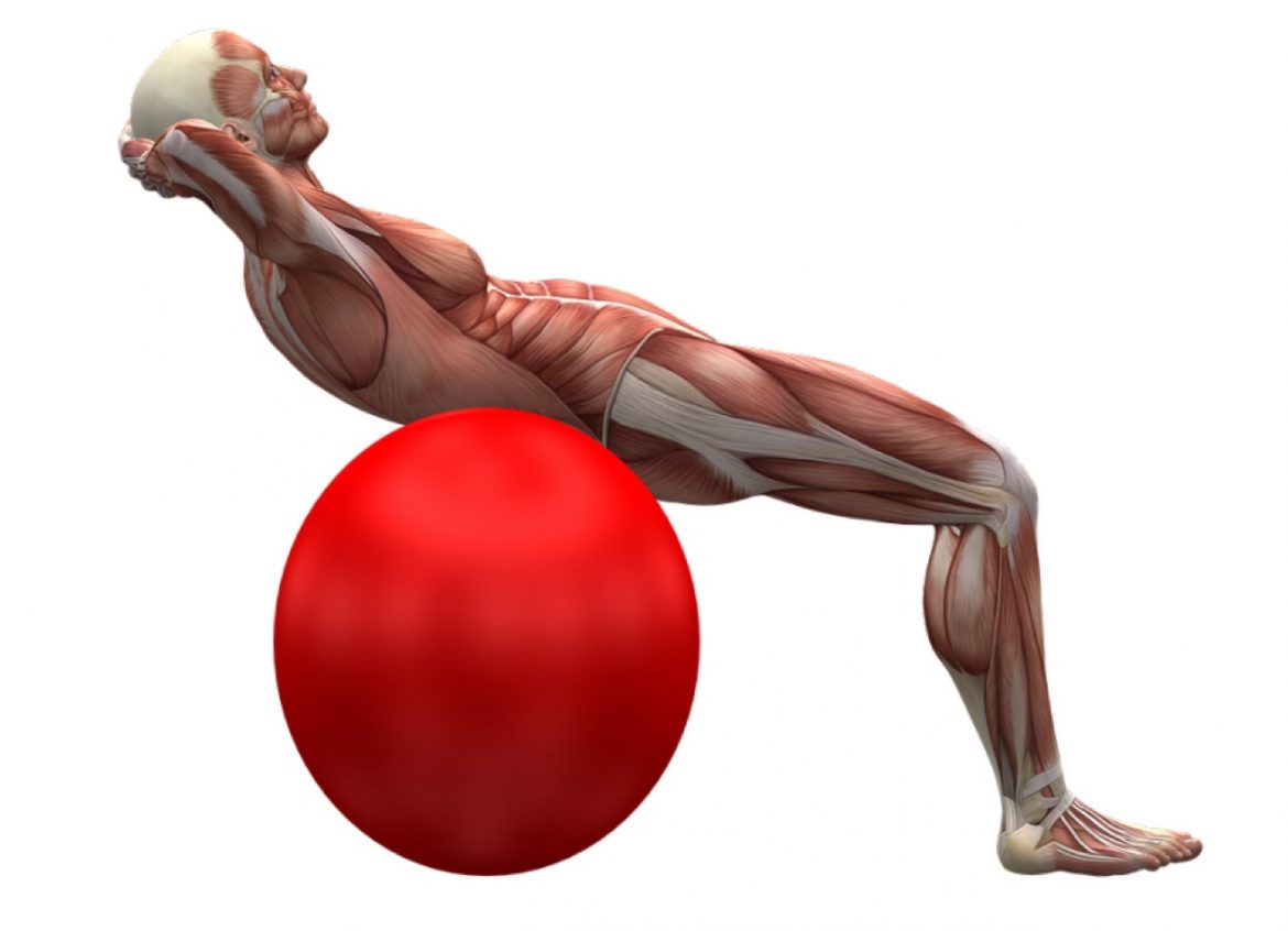 ゆこヘルシーコラムVol.30~ボディメイク!筋肉について~